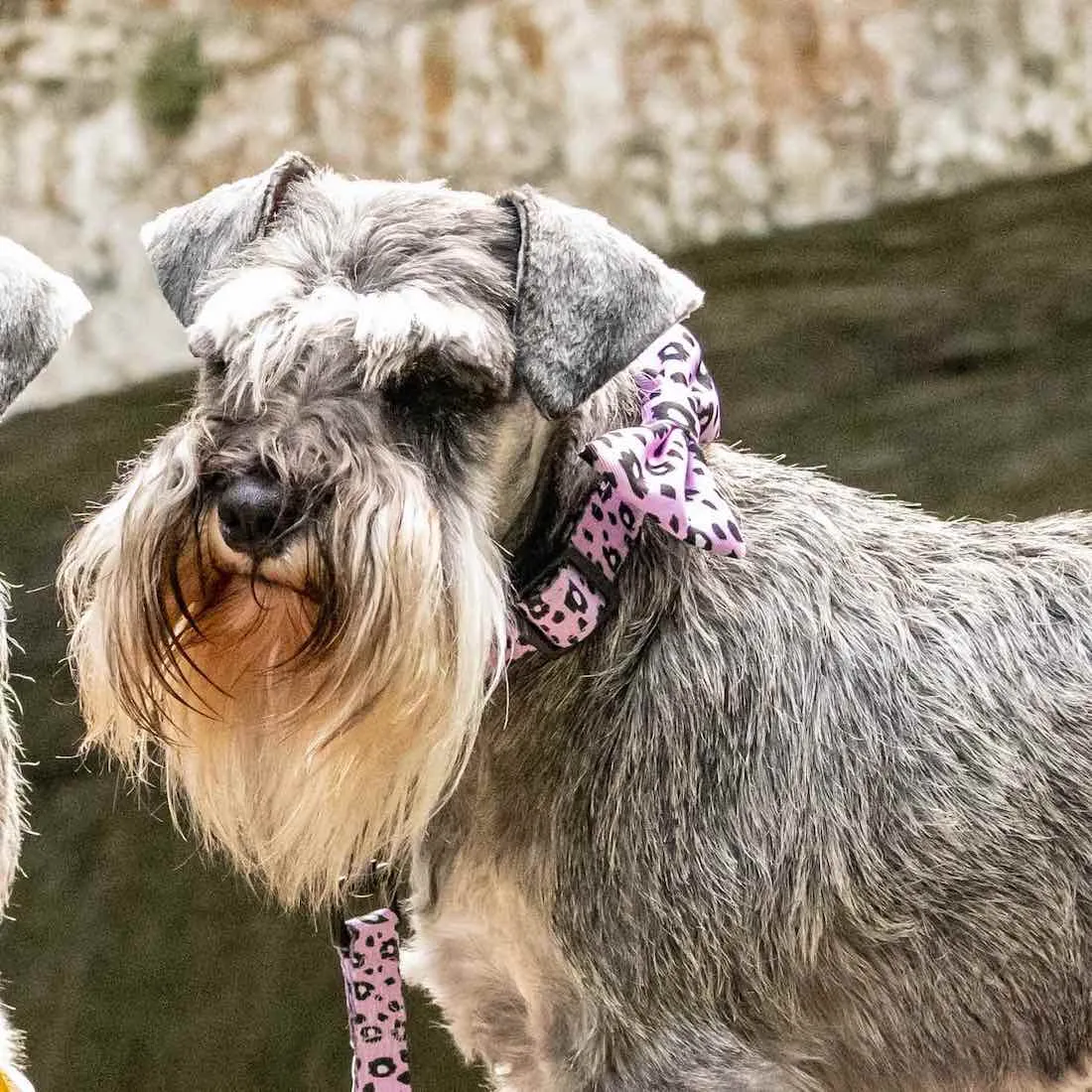 Funk the Dog Collar & Bowtie Set | Pink Leopard