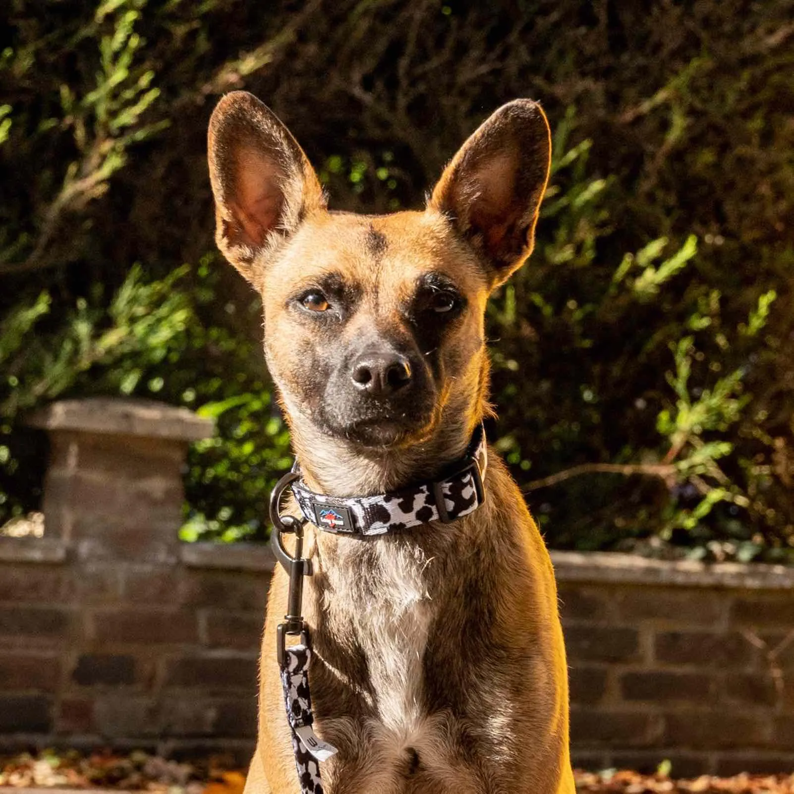 Funk The Dog Padded Dog Collar | Black & White Cow Print