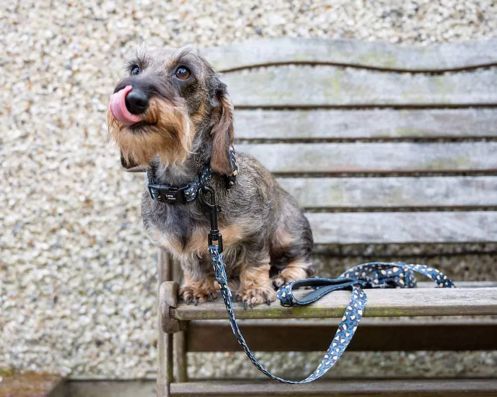 Funk the Dog Padded Dog Collar | Leopard Green & Gold