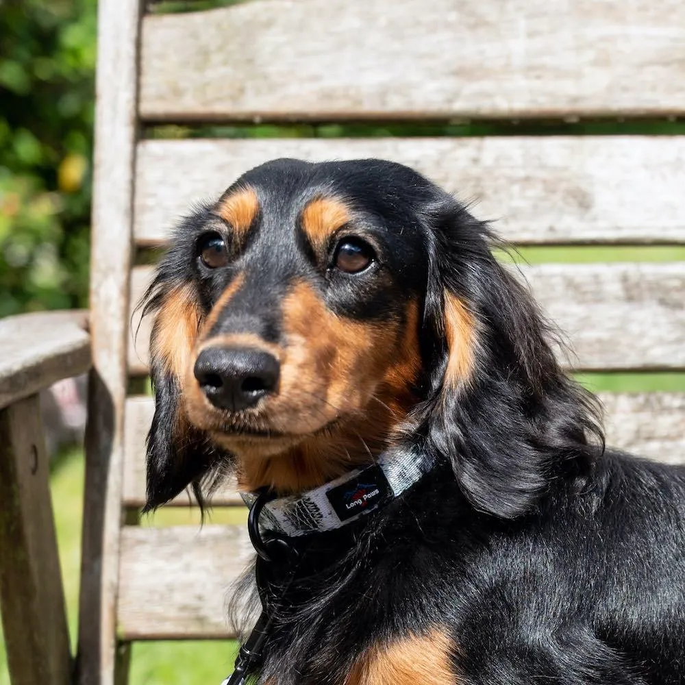 Funk the Dog Padded Dog Collar | Paint Splodge Grey